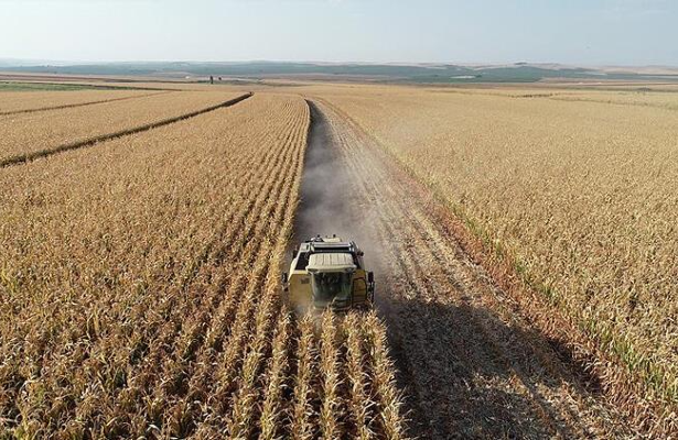 ABŞ Suriyanın buğda və arpasını qaçaq yolu ilə İraqa daşıyır