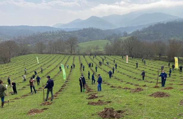 Vətən müharibəsi şəhidləri üçün 321 ağac əkildi