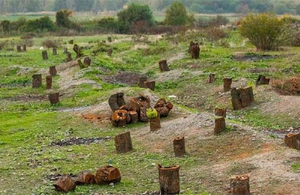 Ermənilər Laçında 1 milyon 511 min manatlıq qanunsuz ağac kəsiblər, cinayət işi açılıb