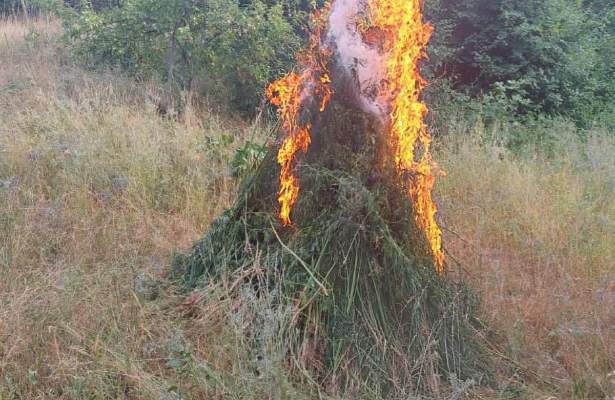 Xocavənddə 900 kq-a yaxın narkotik tərkibli bitkilər aşkar edilib