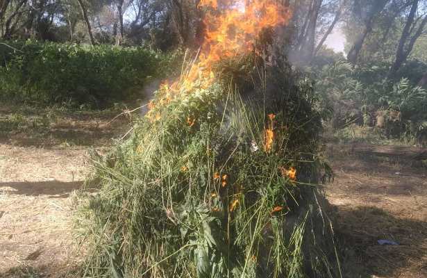 Gəncədə yabanı çətənə kolları məhv edilib