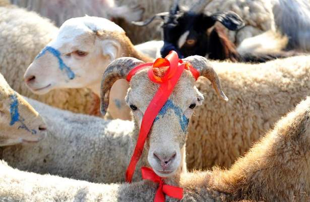 Ölkə üzrə qurbanlıq heyvanların satışı və kəsim yerləri açıqlanıb