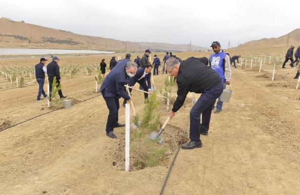 Prokurorluq orqanları əməkdaşları növbəti ağacəkmə aksiyası keçirib