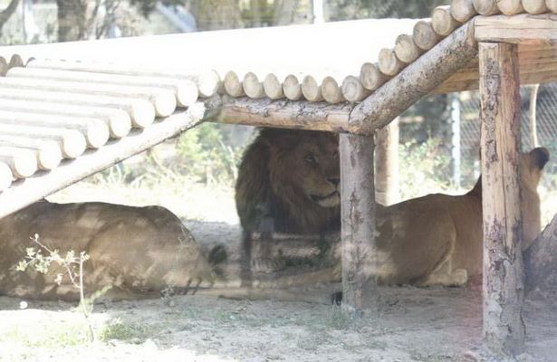 Bakı Zooloji Parkına giriş qiymətləri nə qədərdir?