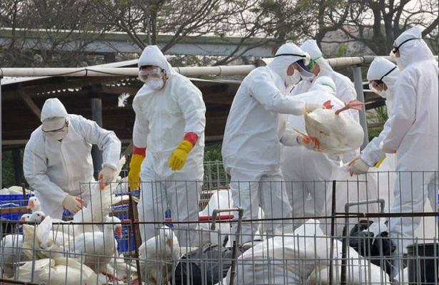 Avropa və Asiyada quş qripi təhlükə saçır