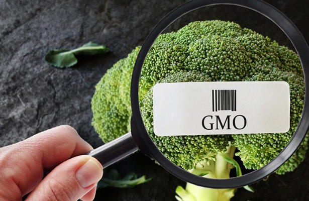 GMO-lu məhsullara dair tələblər müəyyənləşdi