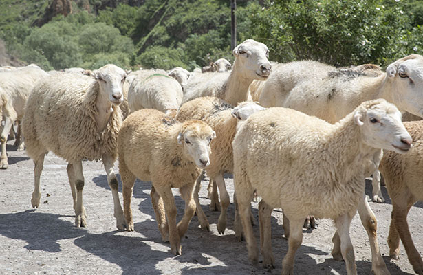 Bu il azad olunmuş ərazilərdəki yaylaqlara 940 qoyunçuluq, 1101 arıçılıq təsərrüfatı köçürülüb