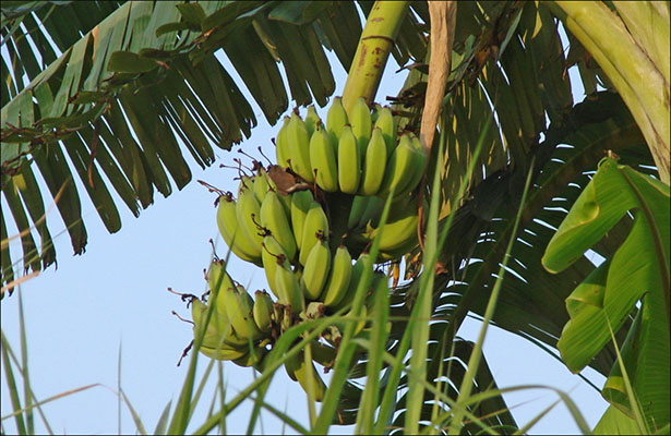 Fransada banana kanserogen maddə vurulması müəyyən edilib