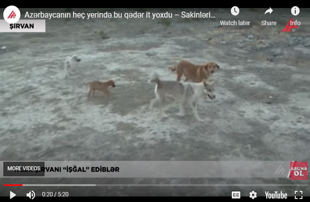 Azərbaycanın heç yerində bu qədər it yoxdu – Sakinlərin qəribə iddiası-Video