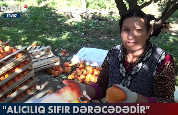 Tonlarla xurmanı sata bilməyən fermerlər çarəsiz durumda – VİDEO