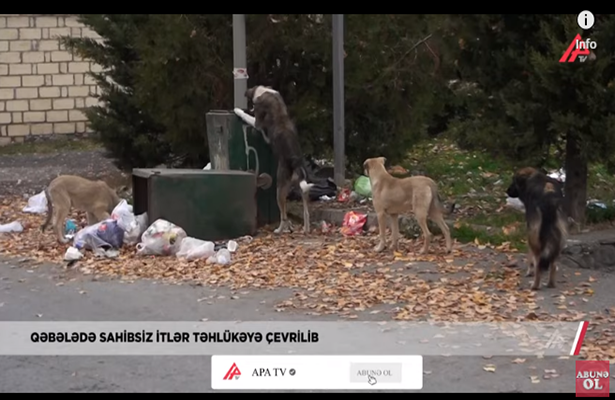 İnsanlar şəhəri itlərlə bölüşməyə məcbur qalıblar -Qəbələdən qorxulu görüntülər-Video