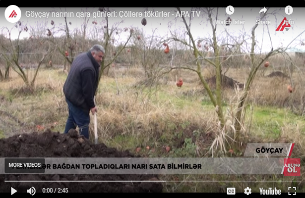 Göyçay narının qara günləri: Çöllərə tökürlər-Video