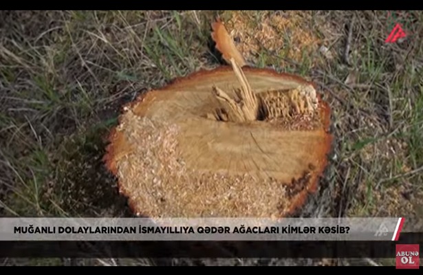 Bir ağaca görə vətəndaşı cərimələyən qurum özü yüzlərlə ağacı kəsib-tökdü-Video