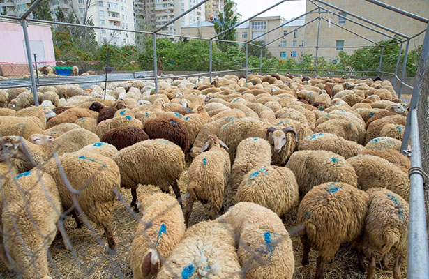 Qurbanlıq heyvanların qiyməti AÇIQLANDI – VİDEO