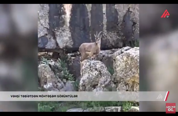 Ordubadın Əylis kəndindən reportaj: VƏHŞİ TƏBİƏTDƏN MÖHTƏŞƏM GÖRÜNTÜLƏR-Video