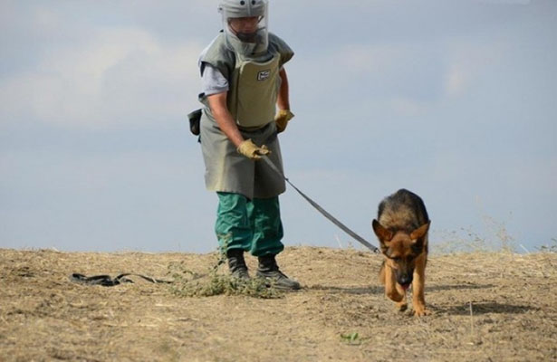 Azərbaycana fərdi zirehli geyimlərin, minaaxtaran itlərin idxalı vergidən və gömrük rüsumundan azad olunur