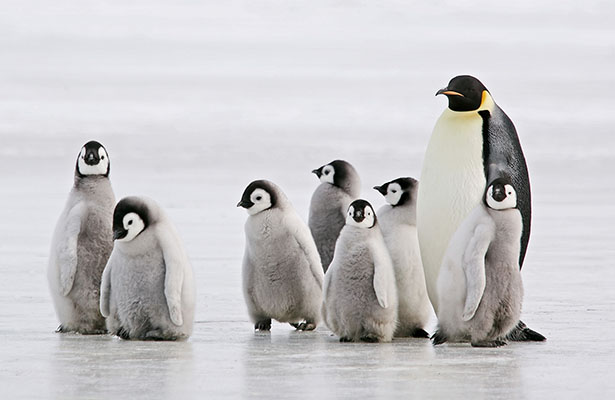 Antarktidada minlərlə pinqvin balası öldü