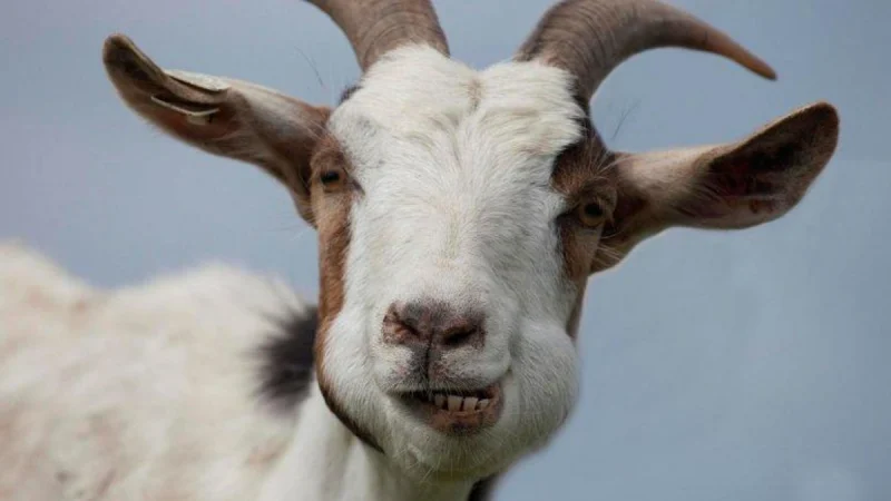 Banqladeşdə baş verən iğtişaşların səbəbi keçi imiş