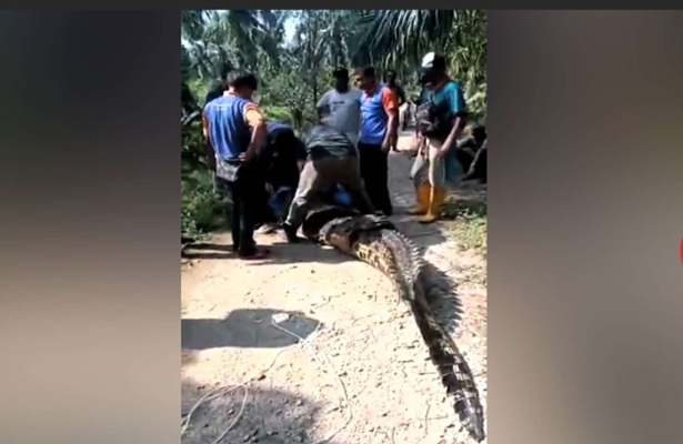 410 kiloqramlıq timsah ələ keçdi