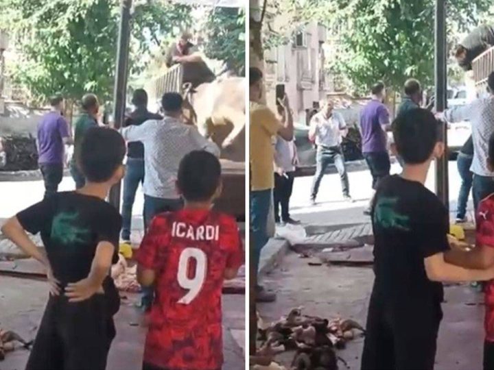 Türkiyənin Şanlıurfa şəhərində yük maşınının üzərində qəssaba hücum edən qurbanlıq boğa qorxu saçdı! (Video İzlə)