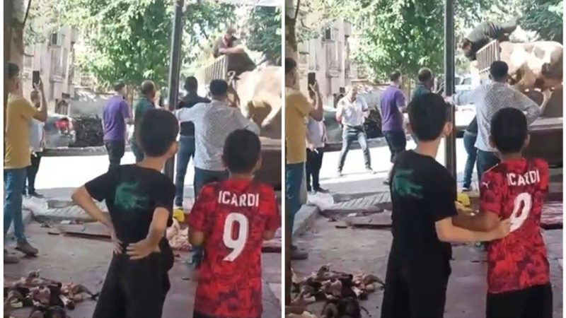 Türkiyənin Şanlıurfa şəhərində yük maşınının üzərində qəssaba hücum edən qurbanlıq boğa qorxu saçdı! (Video İzlə)