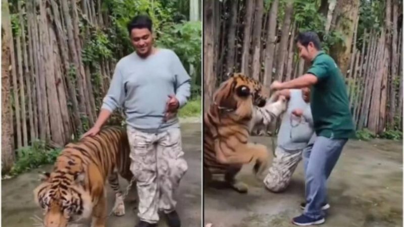 Taylandda turistə pələng hücumu: Foto çəkmək istədi, faciə ilə üzləşdi! (Video İzlə)