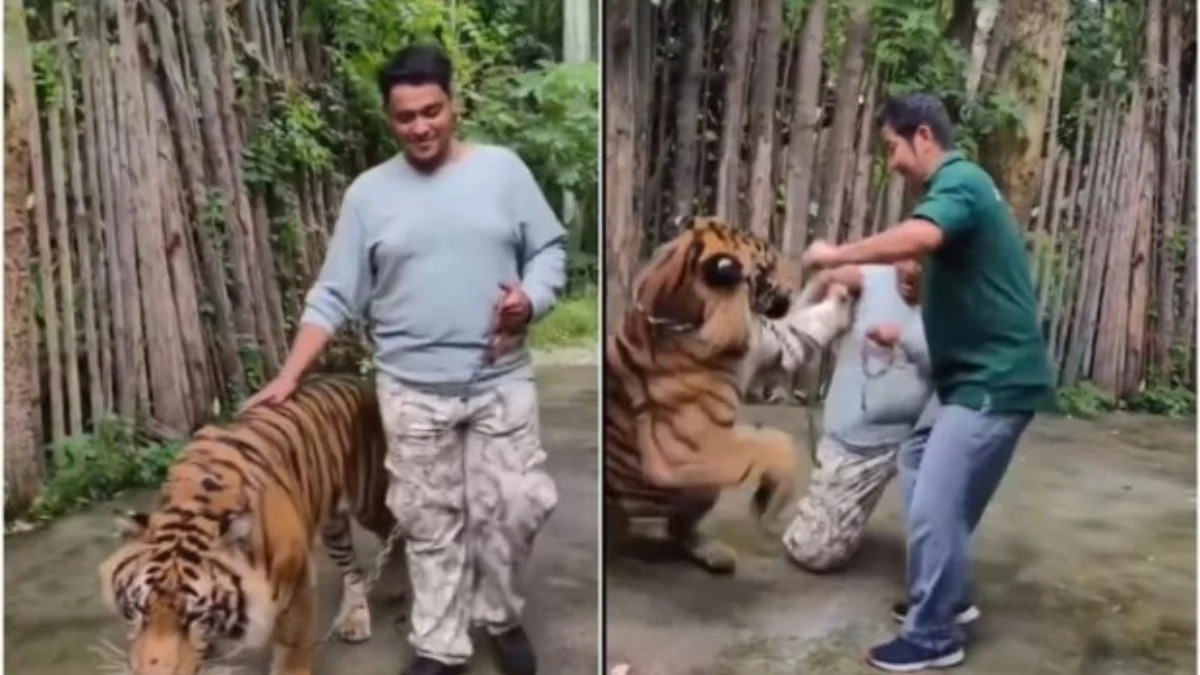 Taylandda turistə pələng hücumu: Foto çəkmək istədi, faciə ilə üzləşdi! (Video İzlə)
