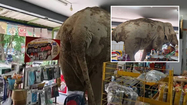 Taylandda fil marketə girdi: Rəflərdəki düyü və krakerləri yedi!