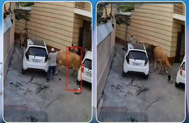 Özbəkistanda inək anaya və körpəsinə hücum etdi – Video