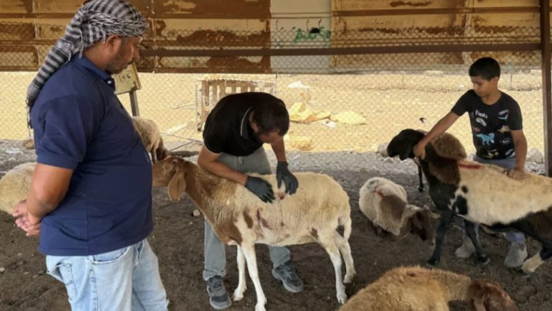 Köçkünlər heyvanları güllələyir, insanları qaçırırlar